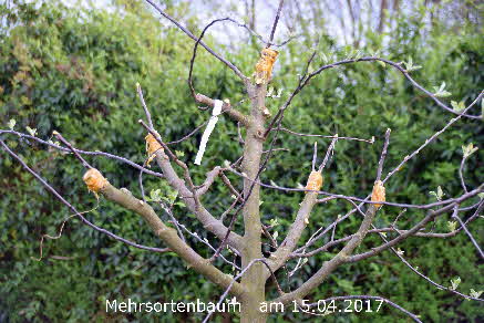 1 Mehrsortenbaum 15042017-1 BkD