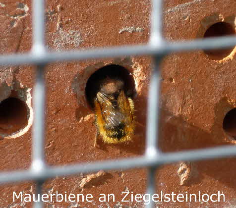 13 Mauerbiene an Ziegelsteinloch BkD