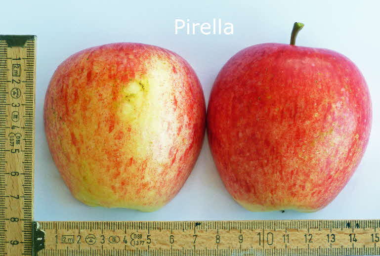 15 Pirella Frucht