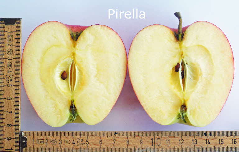 16 Pirella Frucht im Schnitt BkD