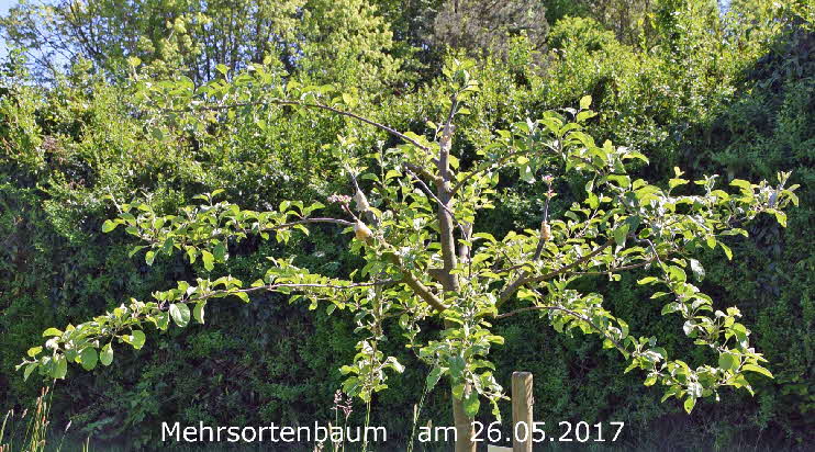 3 Mehrsortenbaum 26052017-1 BkD