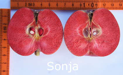 4 Sonja 19082015-43 BkD