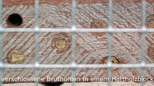 6 verschlossene Bruthöhlen im Hartholzblock BkD