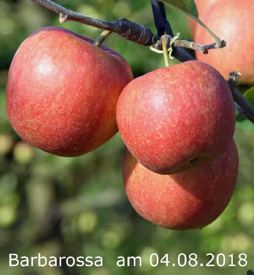Barbarossa 04082018-10 BKD