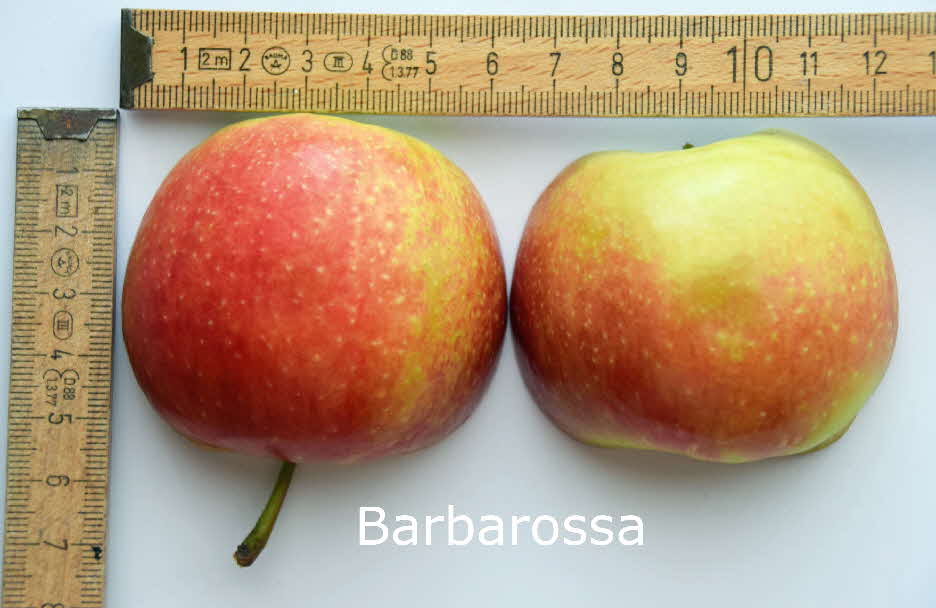 Barbarossa Frucht 04082018-25 BkD