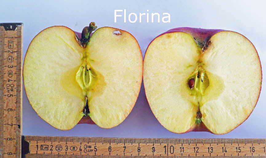 Florina 19 Frucht im Schnitt BkD