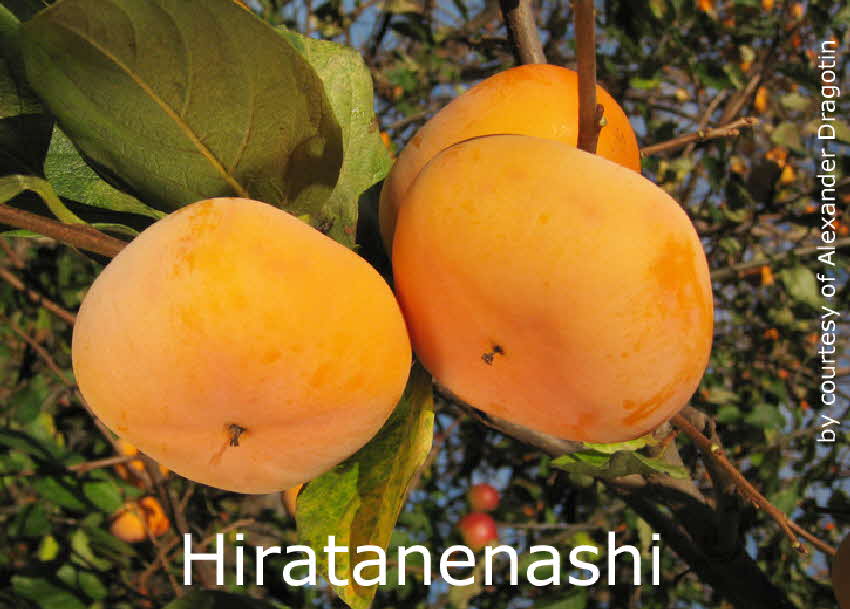 Hiratanenashi 1