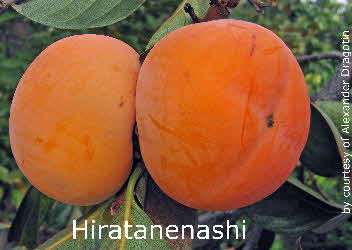 Hiratanenashi 2