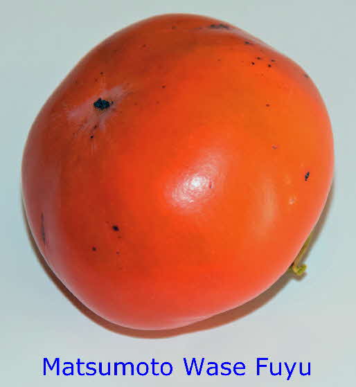 Matsumoto Wase Fuyu 5 BkD