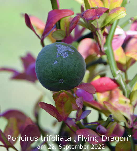 Poncirus trifoliata Flying Dragon 22092022-2 BkD